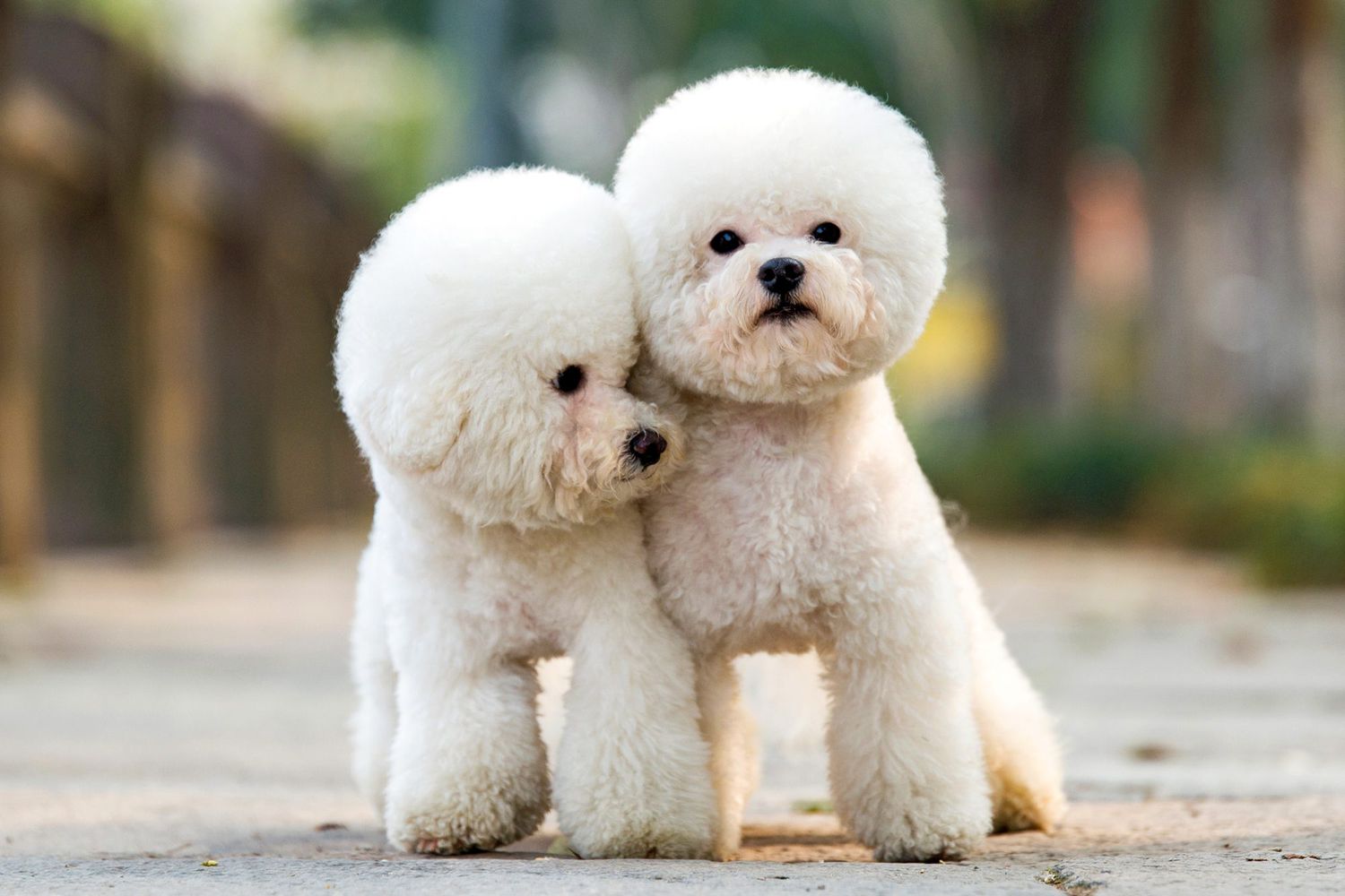 Toy Poodle Puppy