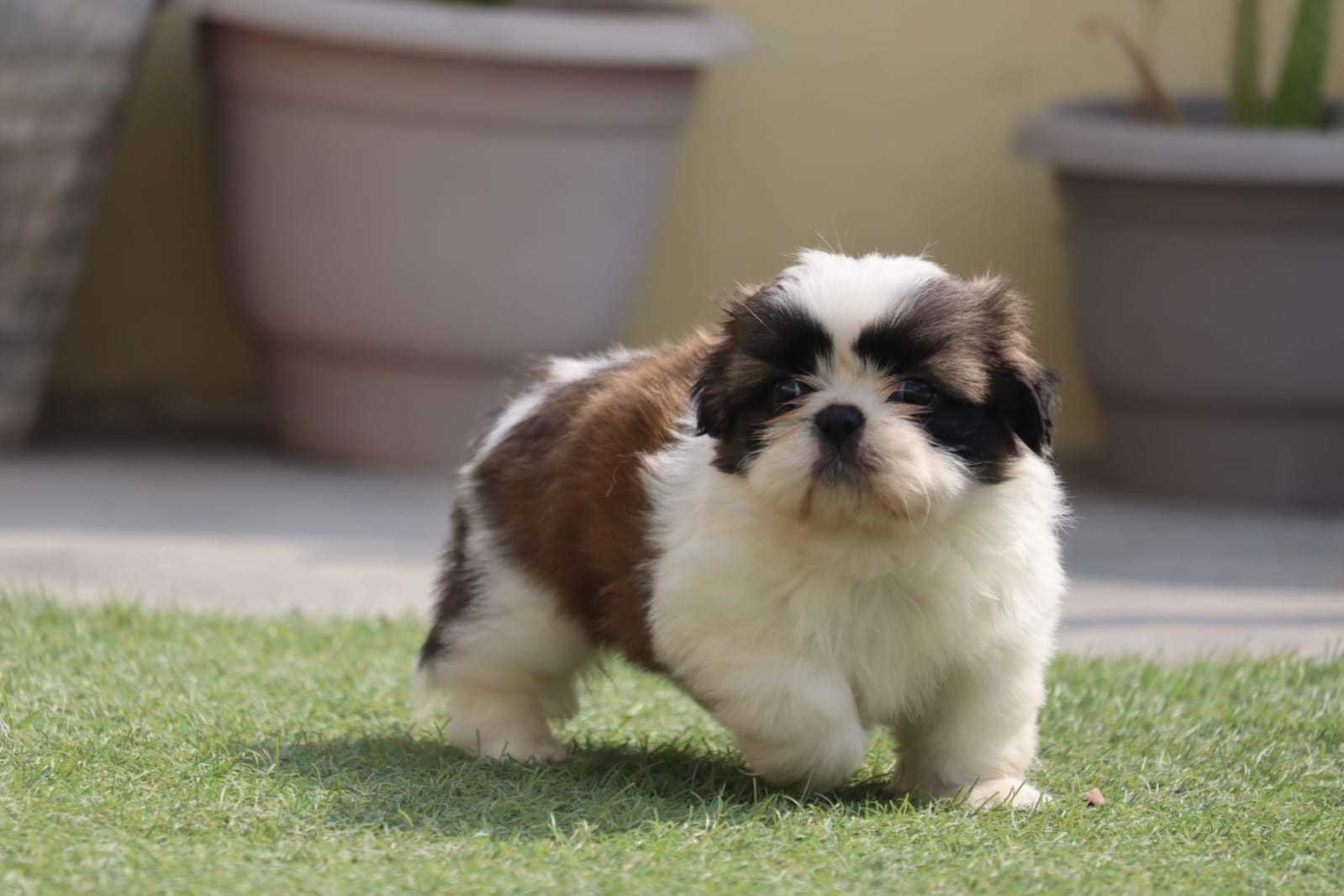 Shih Tzu Puppy