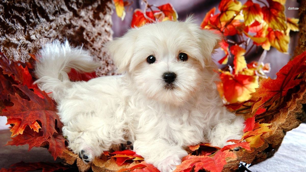 Maltese Puppy