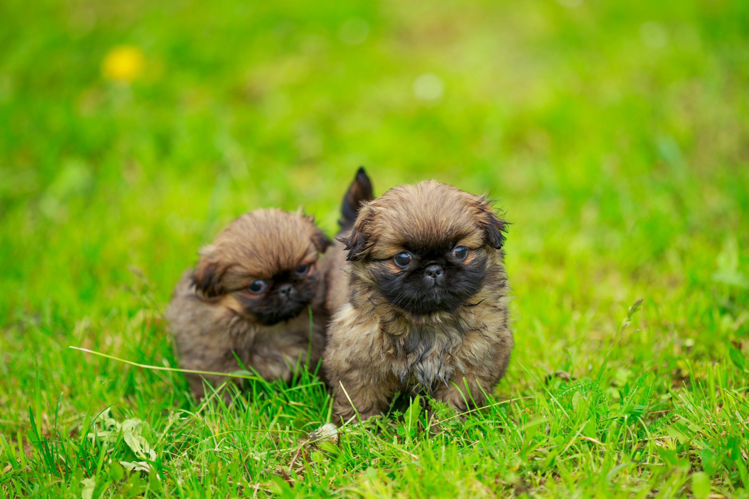 Pekingese Puppy