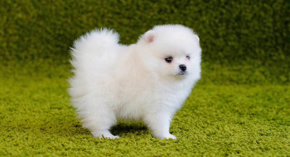 Toy Pom Puppy