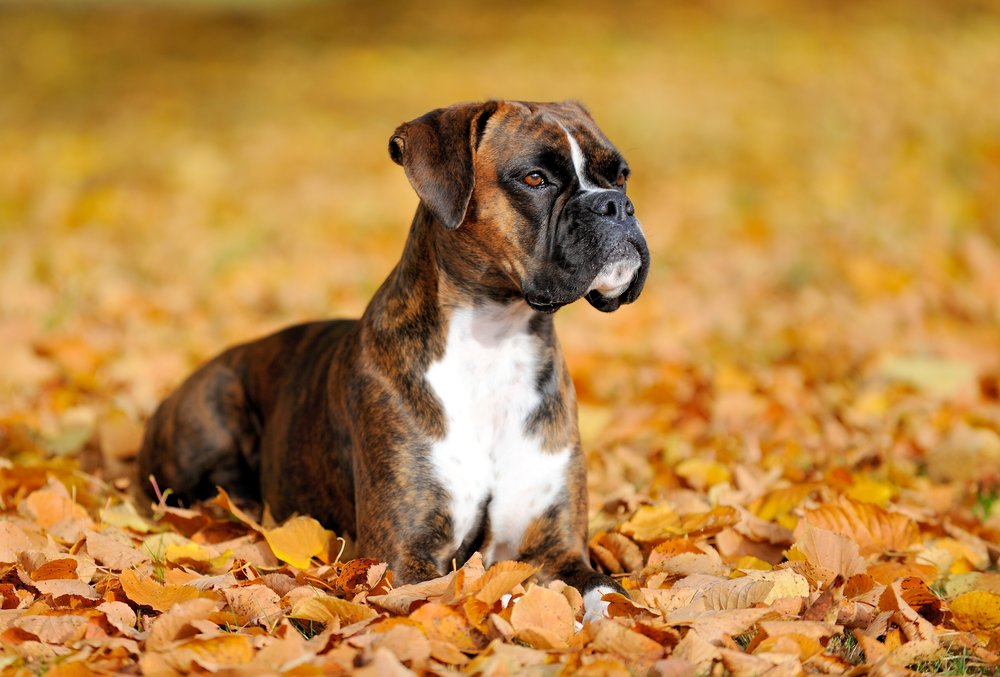 Boxer Puppy