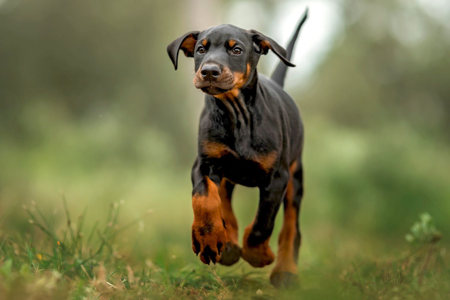 Dobermann Puppy