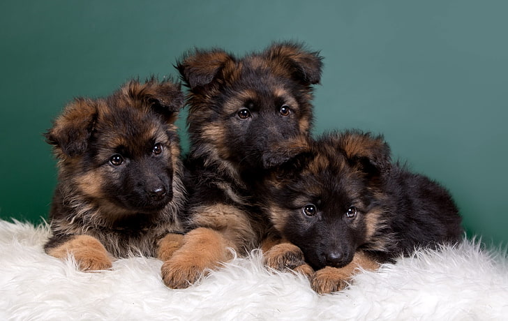 German Shepherd Puppy