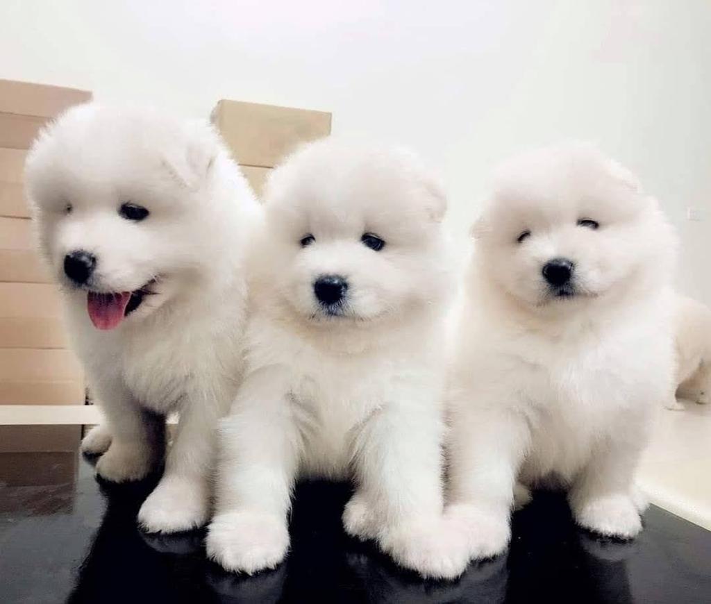 Samoyed Puppy