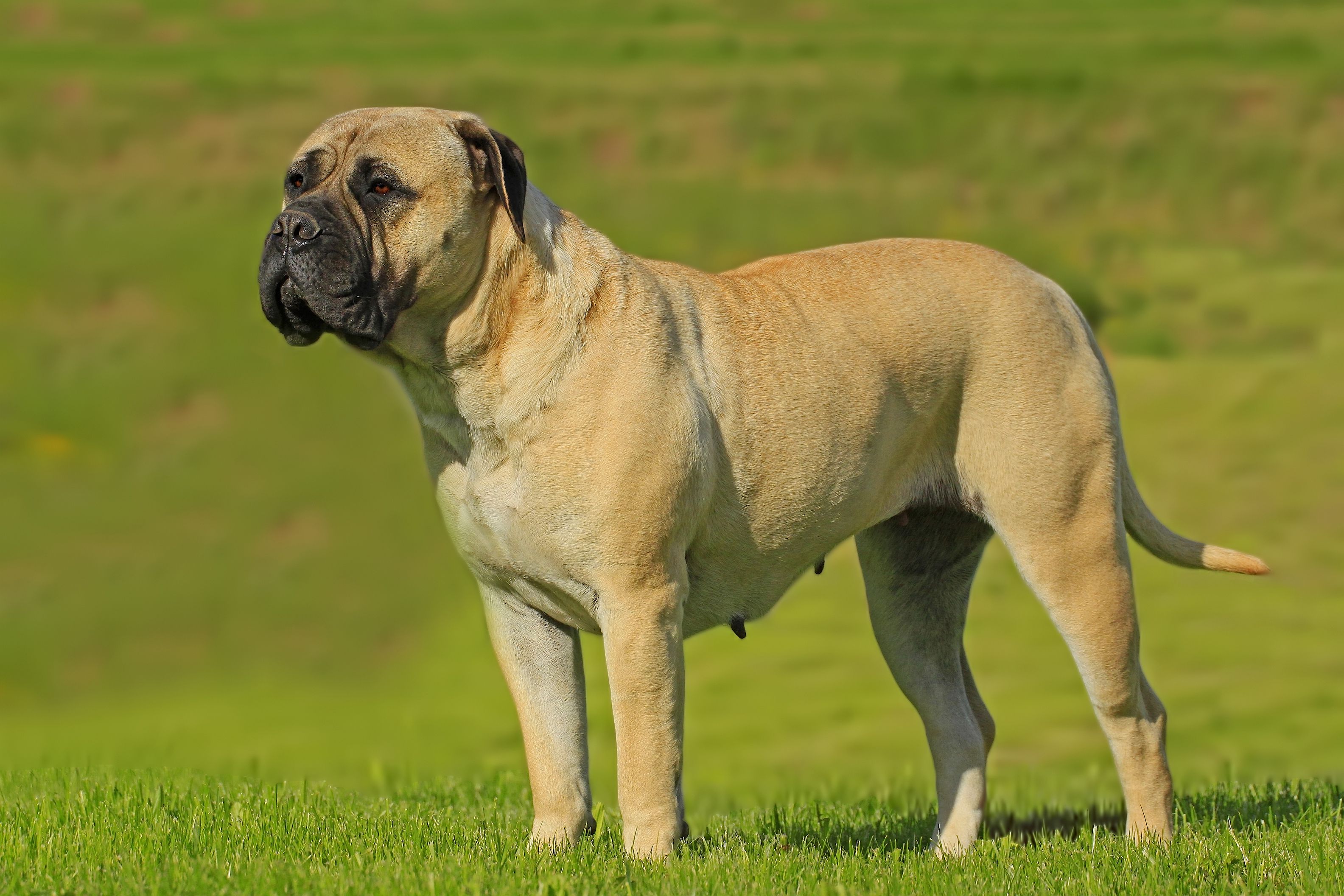 Bullmastiff Puppy