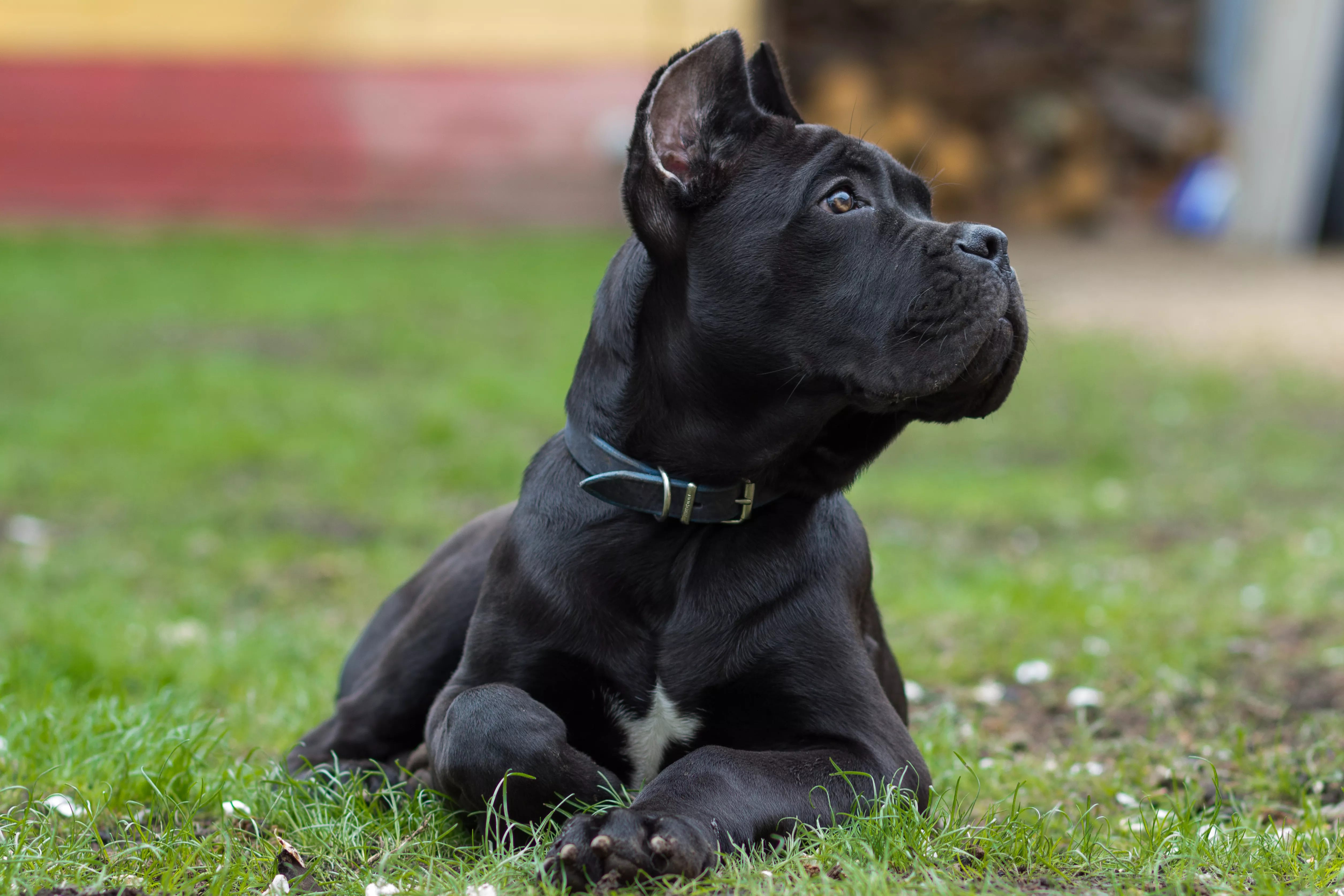 Cane Corso Puppy