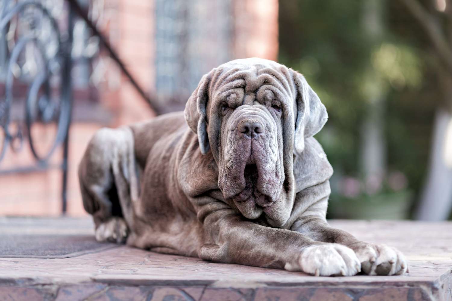 English Mastiff Puppy