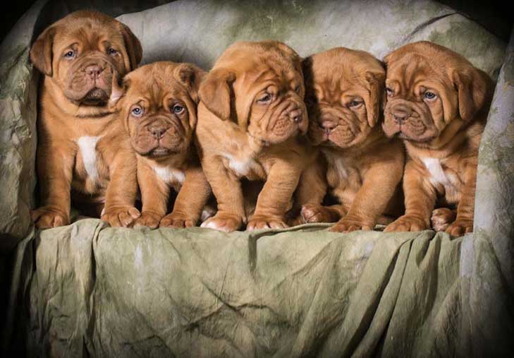 French Mastiff Puppy