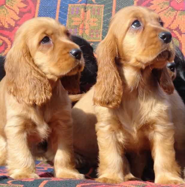 Cocker Spaniel Puppy