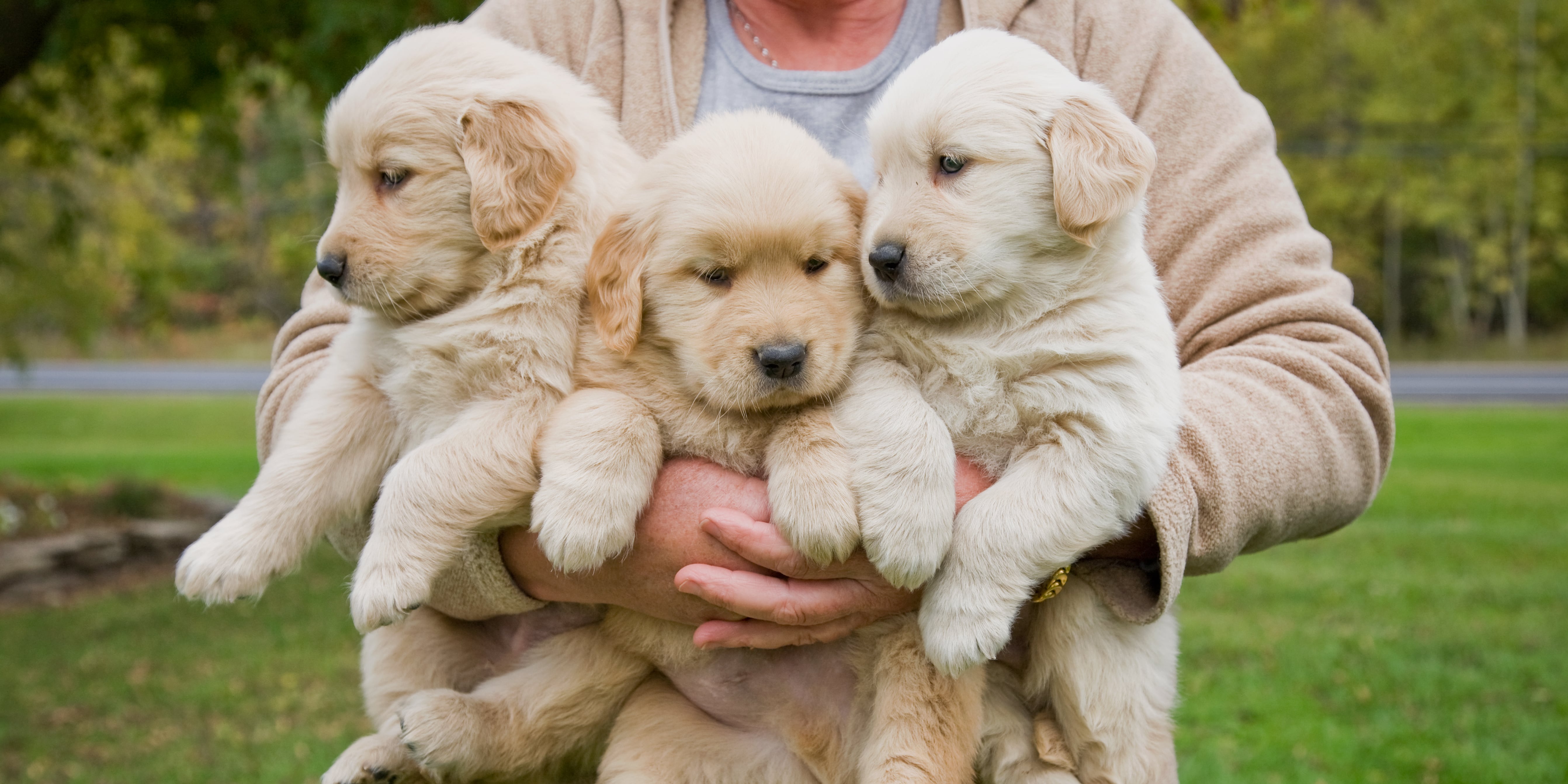 Golden Retriver Puppy